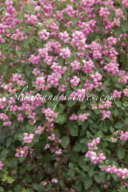Symphoricarpos ‘Kolmaswet’ (MAGICAL SWEET)