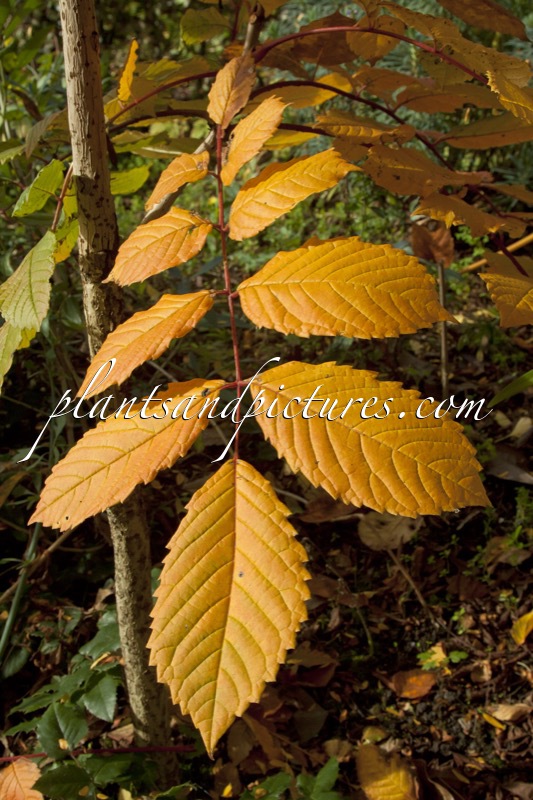 Meliosma veitchiorum