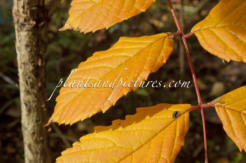 Meliosma veitchiorum