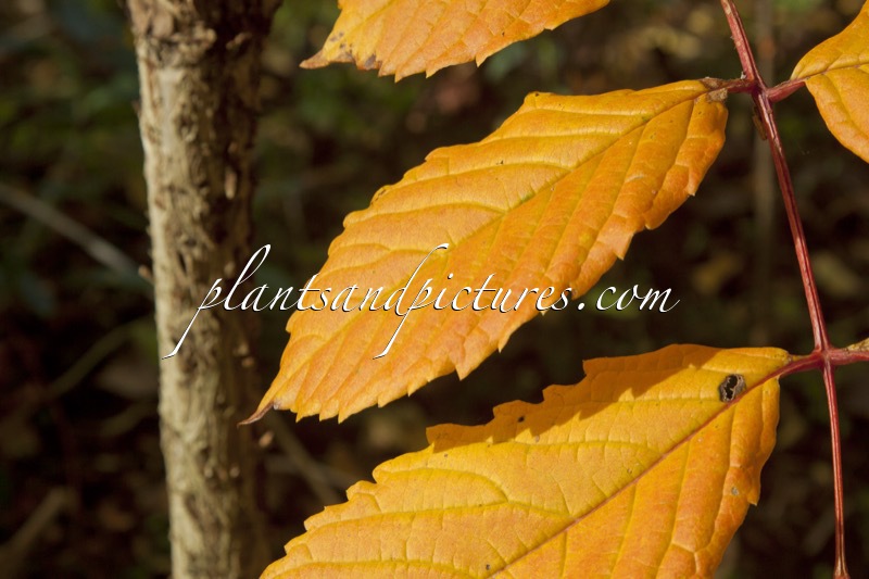 Meliosma veitchiorum