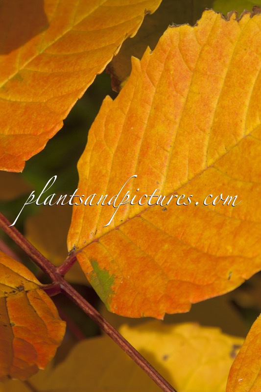 Meliosma veitchiorum