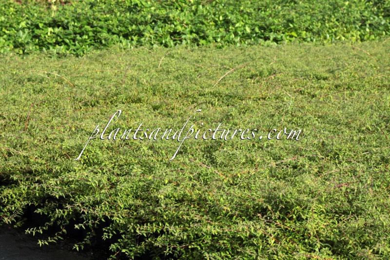 Symphoricarpos ‘Kolcover’ (HANCOCK CARPET)