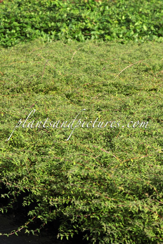 Symphoricarpos ‘Kolcover’ (HANCOCK CARPET)