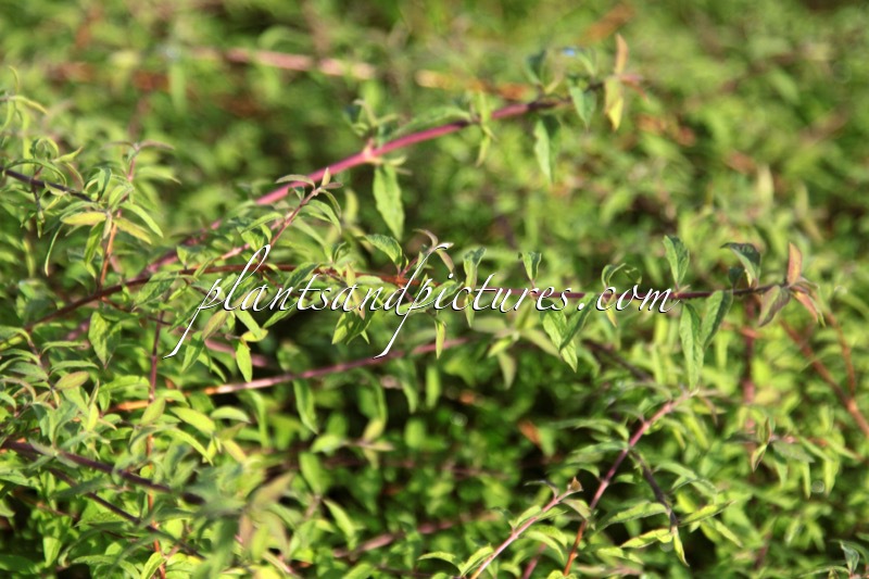 Symphoricarpos ‘Kolcover’ (HANCOCK CARPET)