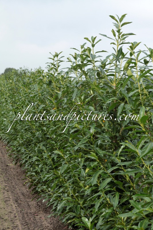Prunus laurocerasus ‘Bokraschalk’ (GREEN DISCOVERY)