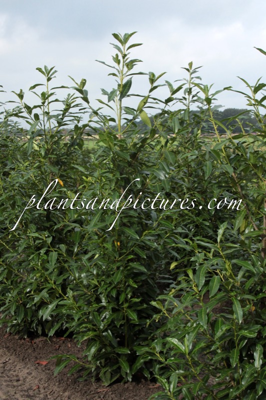 Prunus laurocerasus ‘Bokraschalk’ (GREEN DISCOVERY)