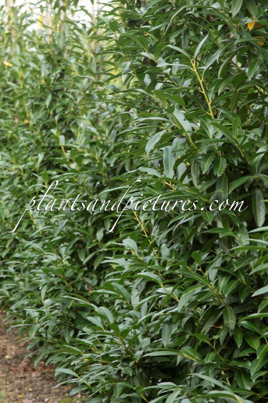 Prunus laurocerasus ‘Bokraschalk’ (GREEN DISCOVERY)