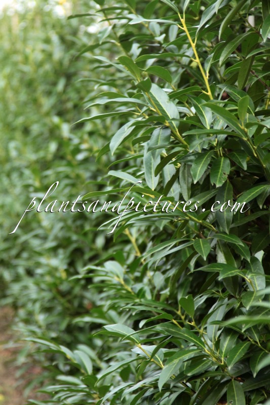 Prunus laurocerasus ‘Bokraschalk’ (GREEN DISCOVERY)