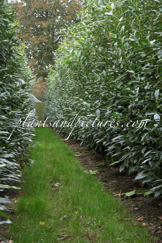 Prunus laurocerasus ‘Bokraschalk’ (GREEN DISCOVERY)