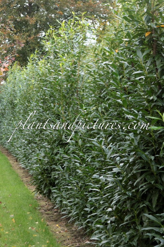 Prunus laurocerasus ‘Bokraschalk’ (GREEN DISCOVERY)