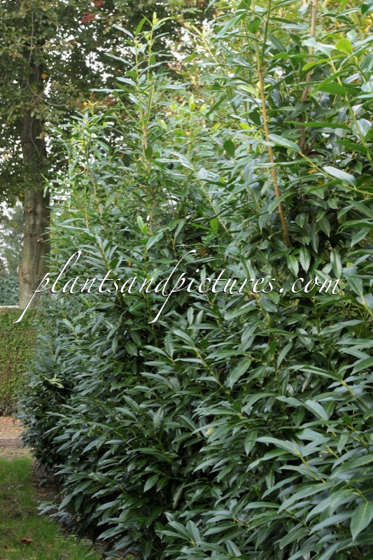 Prunus laurocerasus ‘Bokraschalk’ (GREEN DISCOVERY)