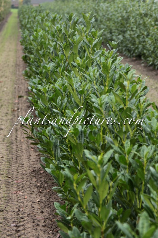 Prunus laurocerasus ‘Greentorch’