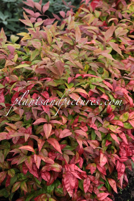 Nandina domestica ‘Pygmaea’