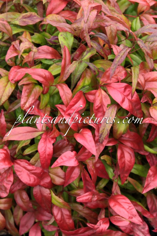 Nandina domestica ‘Aka’ (BLUSH PINK)