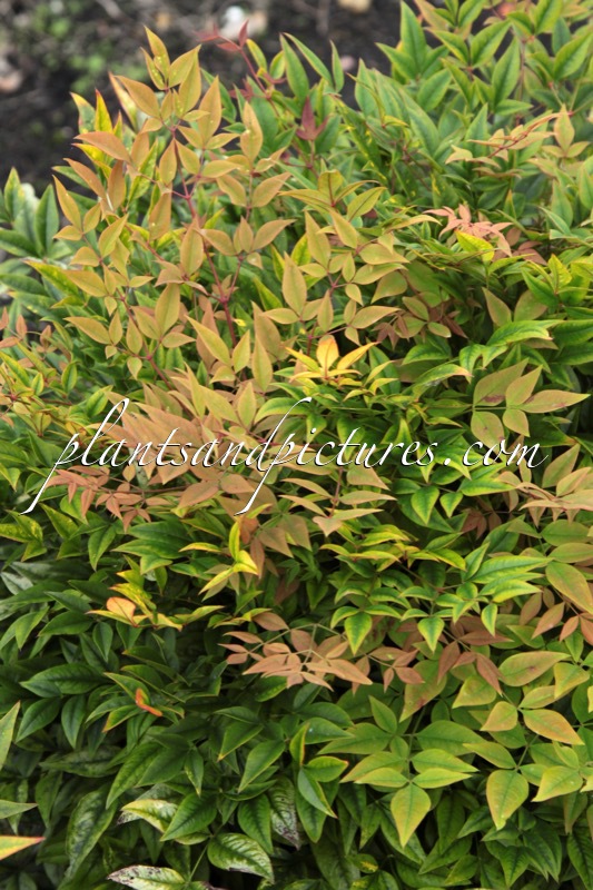 Nandina domestica ‘Gulf Stream’