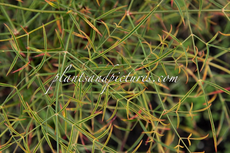 Nandina domestica ‘Filamentosa’