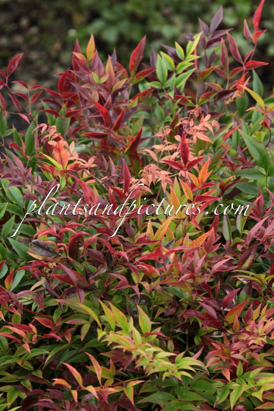 Nandina domestica ‘Monfar’ (MAGICAL SUNRISE)