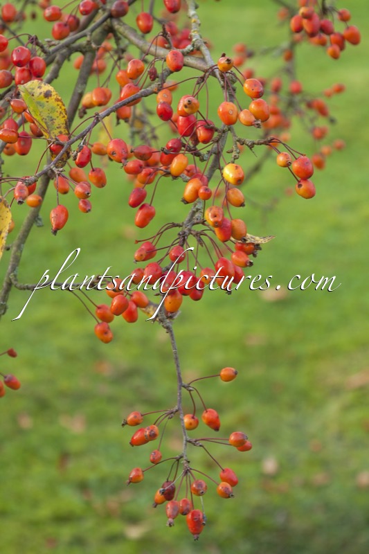 Malus ‘Indian Magic’