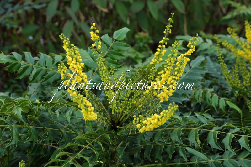 Mahonia media ‘Underway’