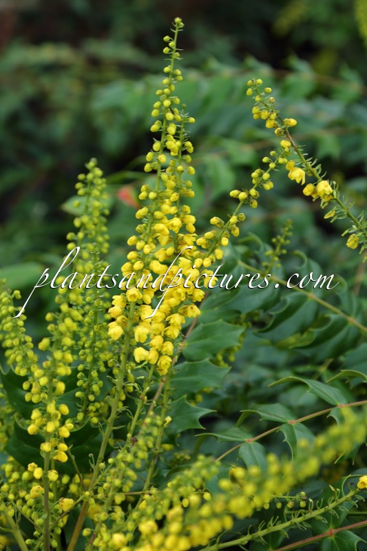 Mahonia media ‘Underway’