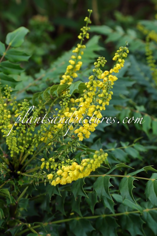 Mahonia media ‘Underway’