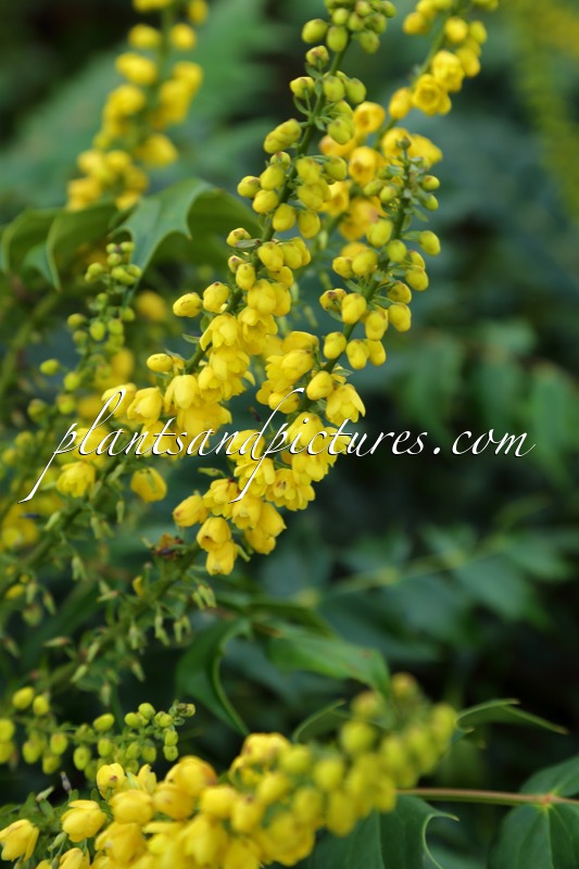 Mahonia media ‘Underway’