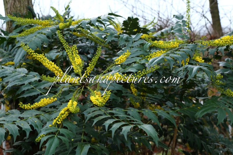 Mahonia media ‘Buckland’