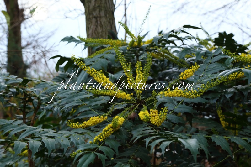 Mahonia media ‘Buckland’