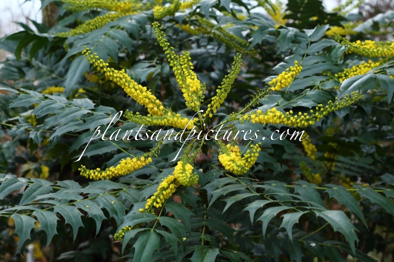 Mahonia media ‘Buckland’