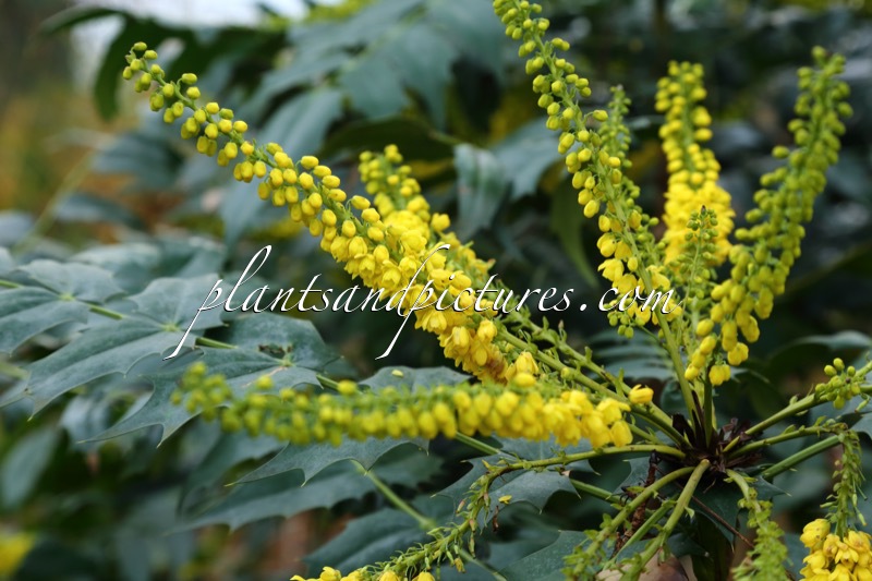 Mahonia media ‘Buckland’