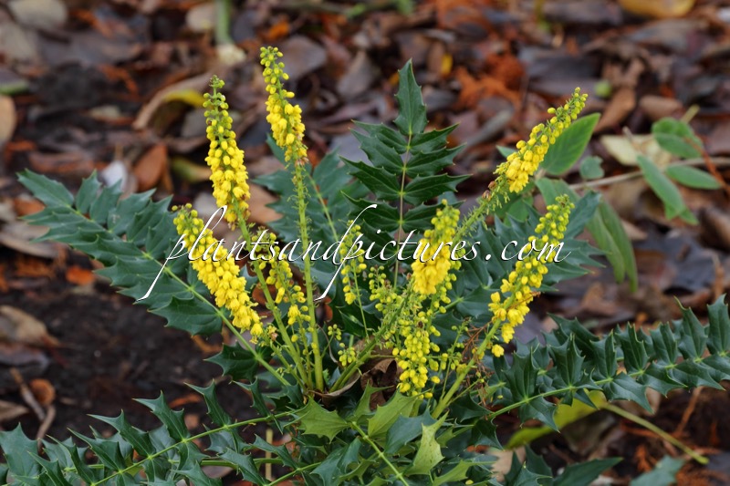 Mahonia media ‘Roundwood’