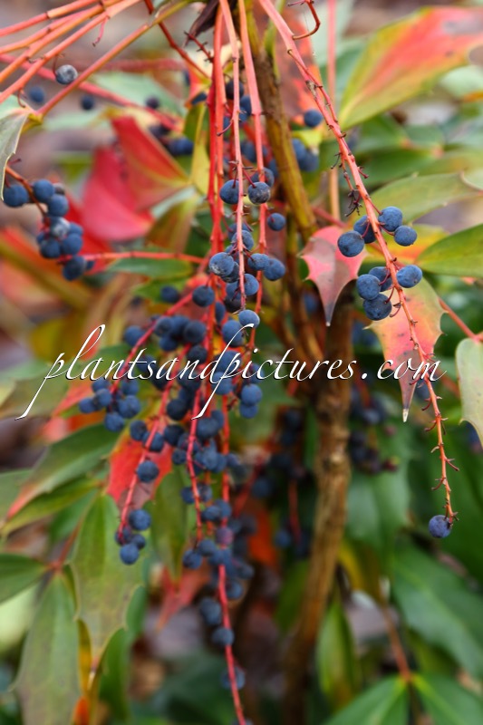 Mahonia gracilipes