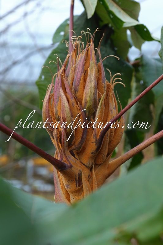 Pseudopanax papyrifer