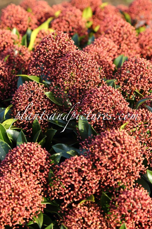 Skimmia japonica ‘Moercuba’ (RUBESTA CUBA)