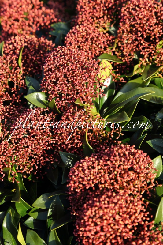 Skimmia japonica ‘Moercuba’ (RUBESTA CUBA)