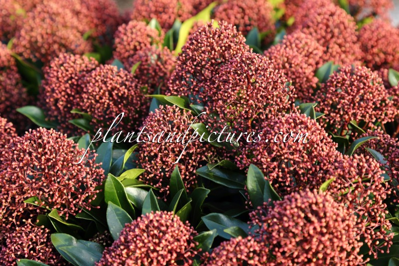 Skimmia japonica ‘Moercuba’ (RUBESTA CUBA)