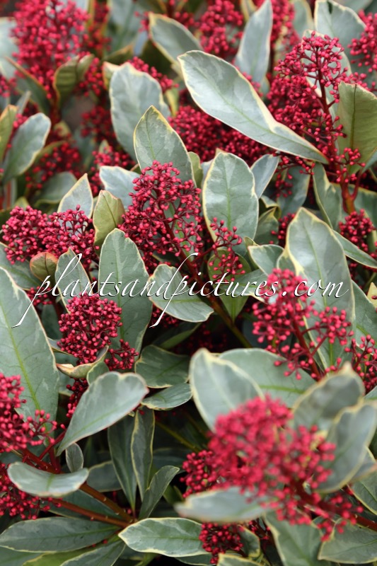 Skimmia japonica ‘Perosa’