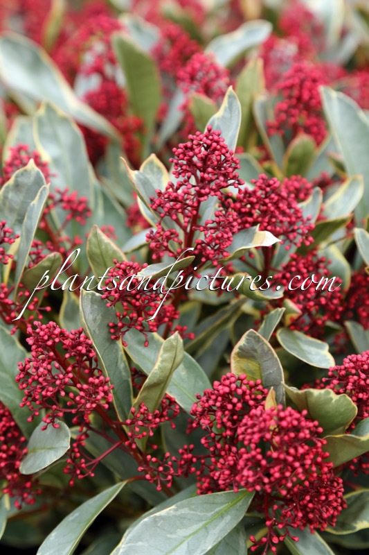 Skimmia japonica ‘Perosa’