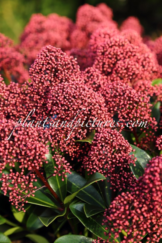Skimmia japonica ‘Moeropti’ (RUBESTA OPTIMA)