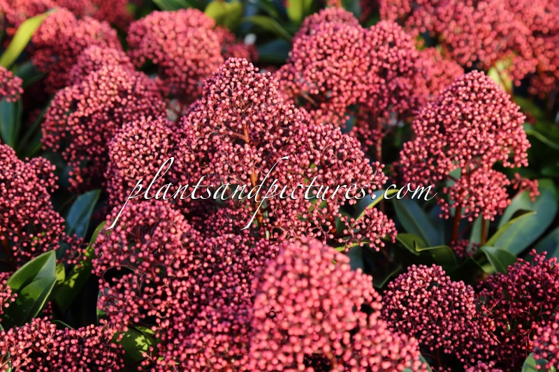 Skimmia japonica ‘Moeropti’ (RUBESTA OPTIMA)