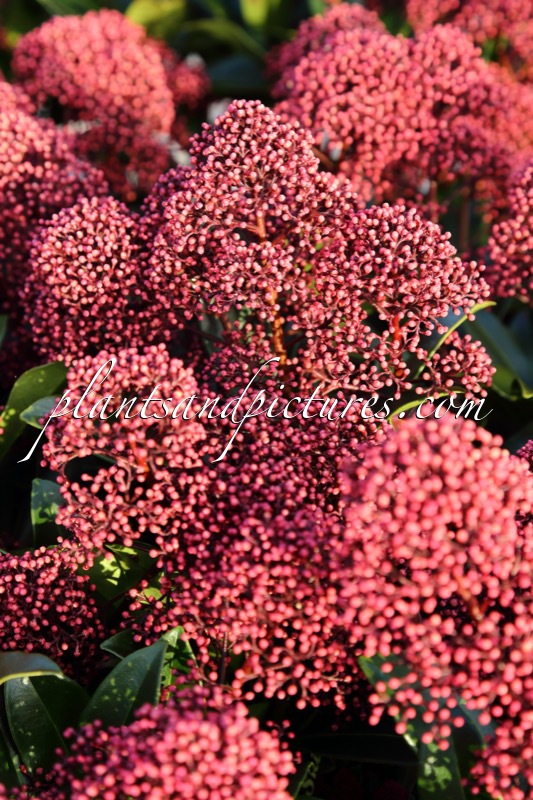 Skimmia japonica ‘Moeropti’ (RUBESTA OPTIMA)