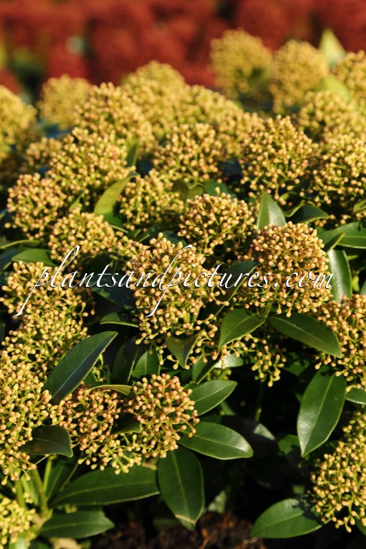 Skimmia japonica ‘Moerings 1’ (WHITE DWARF)