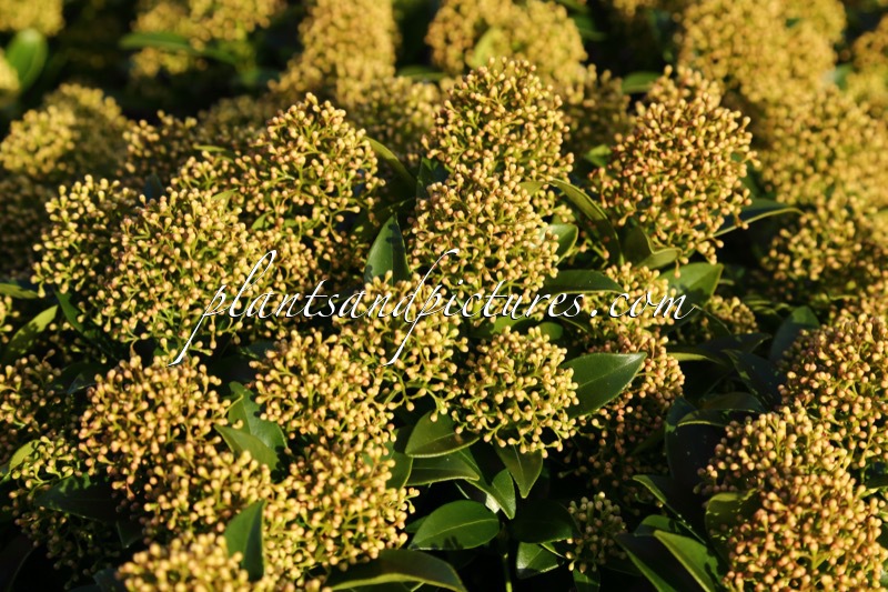 Skimmia japonica ‘Moerings 1’ (WHITE DWARF)