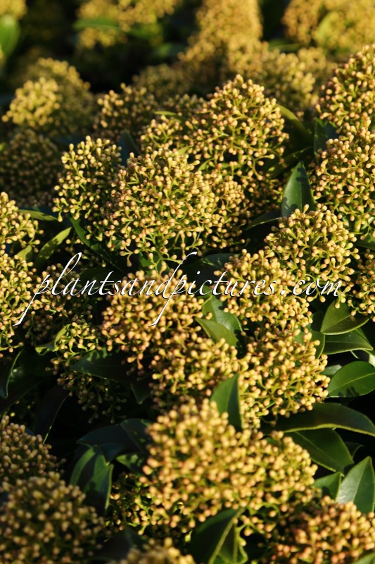 Skimmia japonica ‘Moerings 1’ (WHITE DWARF)