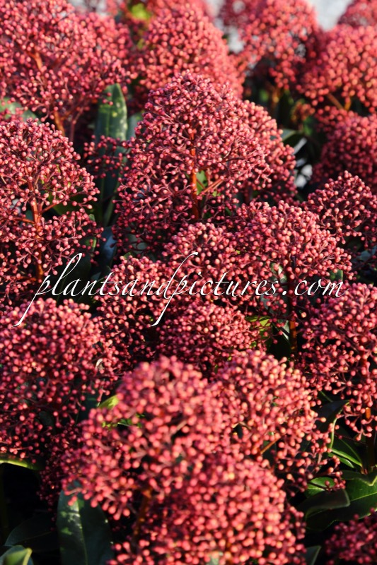 Skimmia japonica ‘Moerings 45’ (RUBESTA JOS)