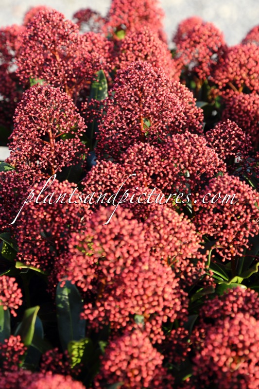 Skimmia japonica ‘Moerings 45’ (RUBESTA JOS)