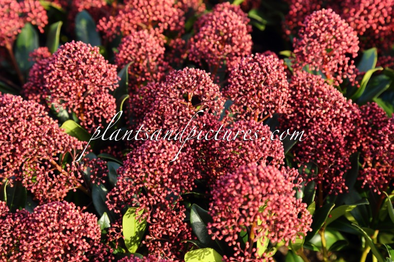 Skimmia japonica ‘Moerings 45’ (RUBESTA JOS)