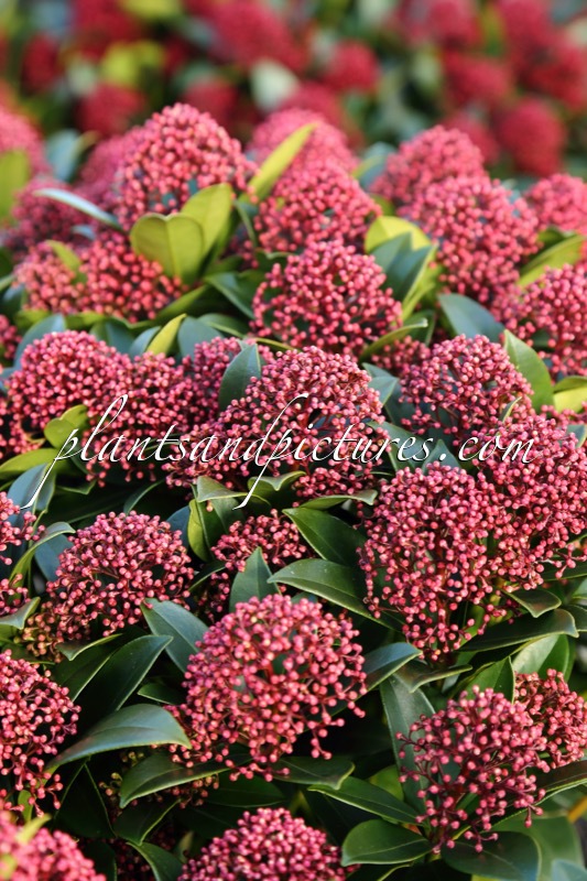 Skimmia japonica ‘Moerings 47’ (PINK DWARF)