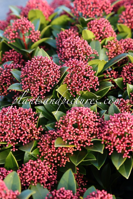 Skimmia japonica ‘Moerings 47’ (PINK DWARF)