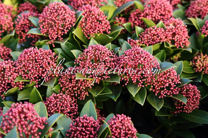 Skimmia japonica ‘Moerings 47’ (PINK DWARF)